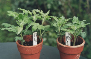 Rooted chrysanthemum cuttings ready for potting-on.