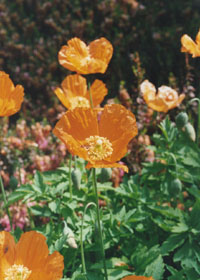 Close up: Orange coloured Welsh poppies open on a fine dry day.