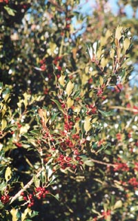 A good crop of holly berries. Photo: &copy; 2000 D. Perkins.
