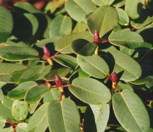Rhododendron leaves and next years flower buds. Photo: &copy; 2000 D. Perkins.