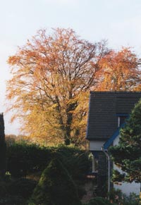 Colourful beech tree. Photo: &copy; 2000 D. Perkins.