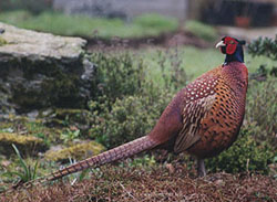 The pheasant. Photo: &copy; 2000 D. Perkins.