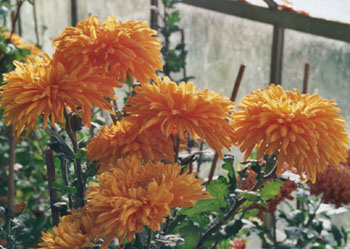 Chrysanthemum Gold Plate in the greenhouse prior to cutting. Photo: &copy; 2000 D. Perkins.