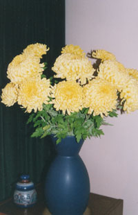 Vase of chrysanthemum Fred Thompson. Photo: &copy; 2000 D. Perkins.