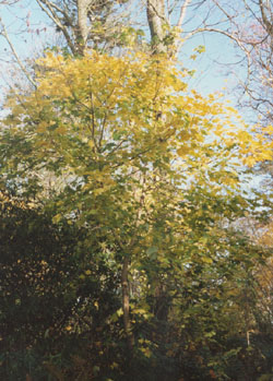 Norway maple with yellow autumn leaves. Photo: &copy; 2000 D.Perkins.