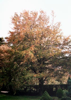 Autumn coloured beech tree. Photo: &copy; 2000 D Perkins.