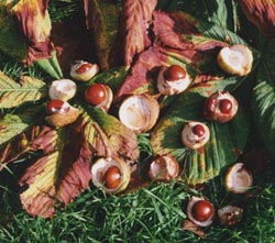 Fallen conkers. Photo: &copy; 2000 D Perkins.