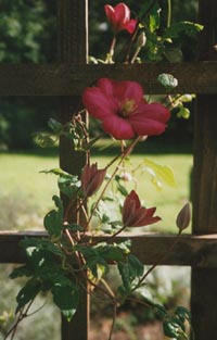 Clematis, Ville de Lyon. Photo: &copy; 2000 D Perkins.