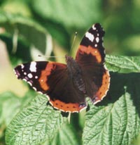 A late sighting of a red admiral. Photo: © 2000 D Perkins.