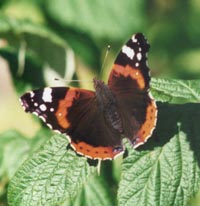 A late sighting of a red admiral. Photo: &copy; 2000 D Perkins.
