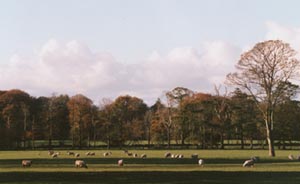 Sheep return to the 'old cricket field'. Photo: &copy; 2000 D Perkins.
