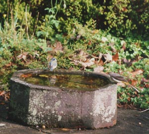 A grey wagtail and blue tit at the water. Photo: &copy; 2000 D Perkins.