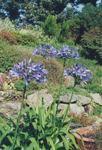 African blue lily (Agapanthus). Photo: &copy; 2000 D.Perkins.