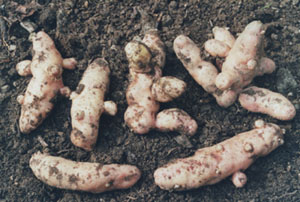 Freshly dug pink fir apple potatoes.