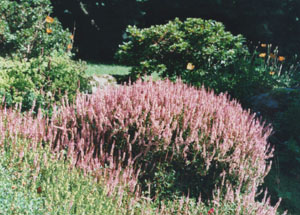 Polygonum vaccinifolium on the rockery bank. Photo: &copy; 2000 D.Perkins.