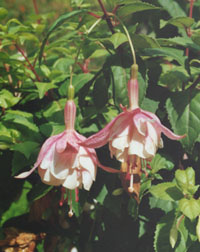 Fuchsia Annabel. Photo: &copy; 2000 D.Perkins