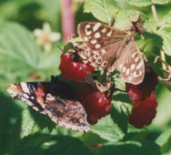 Speckled wood and red Admiral butterflies feeding on raspberries. Photo: &copy; 2000 D.Perkins.