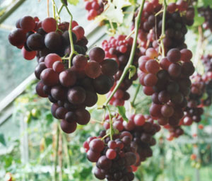 Black Hamburg grapes ripening in the greenhouse. Photo: &copy; 2000 D.Perkins.