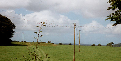 House martins gathering up on electricity cables in field next to garden. View towards Red Wharf Bay. Photo: &copy; 2000 D.Perkins.