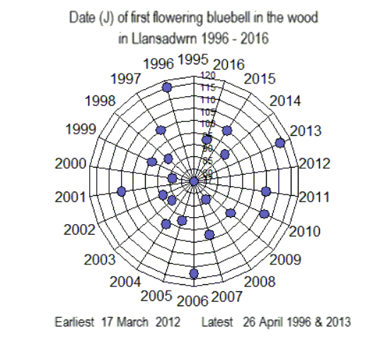 Dates of flowering of bluebell in the wood in Llansadwrn 1996-2016.