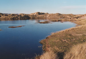 Flooded dune slack at Aberffraw (Anglesey). Photo: © 2001 D. Perkins.