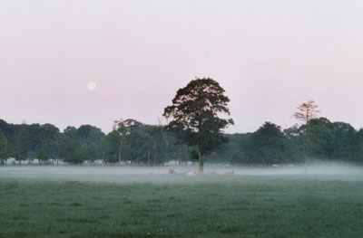 Shallow mist across the old cricket field at Gadlys 04 GMT on 17 July 2000. Photo: © D. Perkins