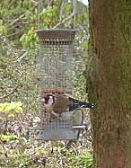 Goldfinch feeding on the sunny afternoon of 15 April 2001.