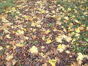 Fallen yellowed Norway maple leaves. Click for larger. 