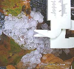 Remnant hail measured 7 cm diameter after 7 hours melting at 09 GMT on 16 October 2004 . Click to see larger image. 