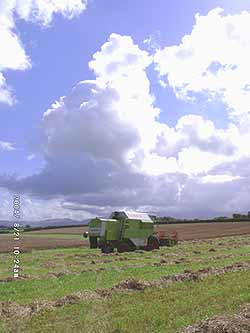 The harvest of barley had been stopped in Llansadwrn because of heavy rains and waterlogged fields on 21 August 2004. Click to see larger image. 