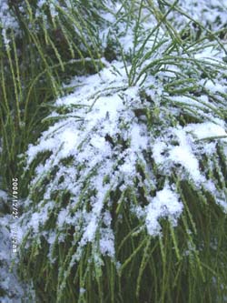 A white Christmas morning. Click for larger. 