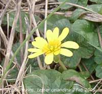 Very early flowers of the lesser celandine at Aberffraw. Click for larger. 