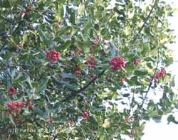 Holly berries remain on trees. Click for larger. 