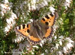 Small tortoiseshell butterfly aroused from hibernation on 19 Mar 2005. Click for larger. 
