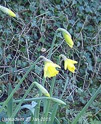 Remarkably early daffodils in flower in Llansadwrn on 23 Jan 2005. Click for larger. 