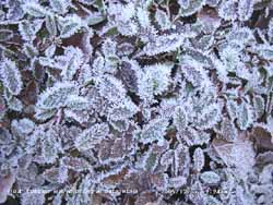 Hoarfrost crystals deposited on leaves of Dryas octapetela in the garden.