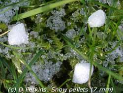 Snow pellets with ice crystal accretion fell on 19 Feb 2005. Click for larger. 