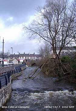 The Afon Cefni with gale-damaged willow tree.