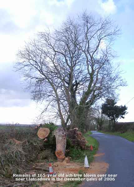 Remains of large ash tree blown over in the gales on 4 Dec 2006.