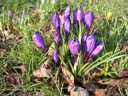 The first Crocus are well into flower.