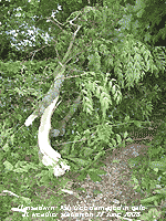 Branch torn off ash tree in gale-force winds at the weather station.