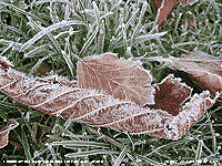 Frozen water deposits on leaves and grass.