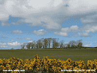 View across the top of a yellow flowering gorse hedge.