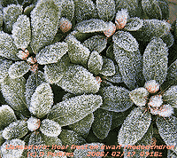Hoar frost on dwarf (1 m) Rhododendron.