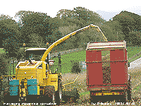 Cutting maize for fodder near Llansadwrn.