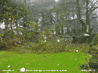 Storm damages beech at the weather station.