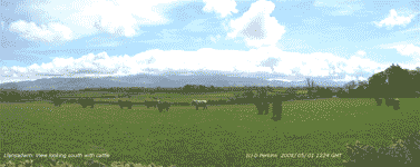 View S across field of cattle.