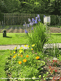Stevenson screen with blue iris, yellow and orange Welsh poppies.