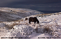 Ponies foraging in snow on the Carneddau Mountains.