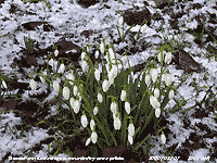 Snowdrops surrounded with snow pellets.